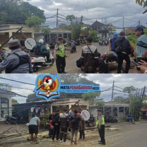 ANGIN KENCANG PICU POHON TUMBANG DI PECATU, TIMPA TIANG LISTRIK DAN SEPEDA MOTOR